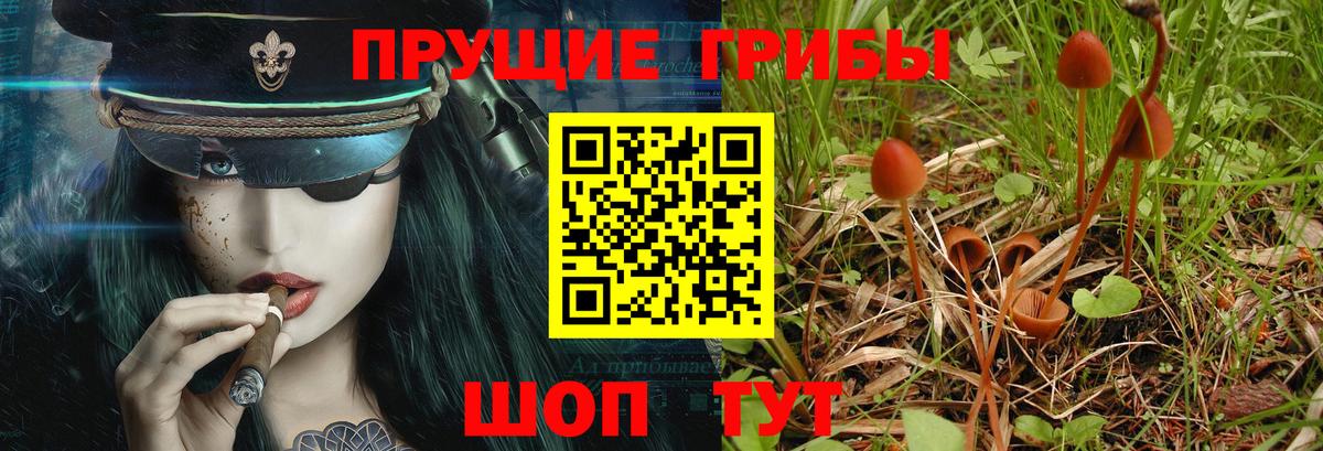 Галлюциногенные грибы Magic Shrooms  Псилоцибиновые грибы прущие грибы  наркотики  Ессентуки  Вход с VPN 